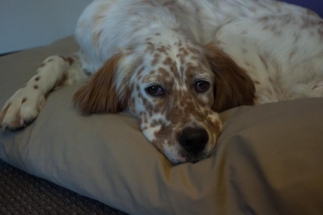 Wyatt the chiropractic mascot dog lounging on his bed