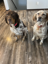 Two dogs, Uecker and Wyatt, sitting and looking at the camera