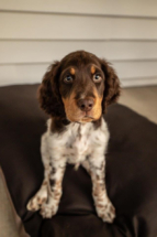 Uecker puppy